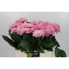 Dahlia Strawberry Ice