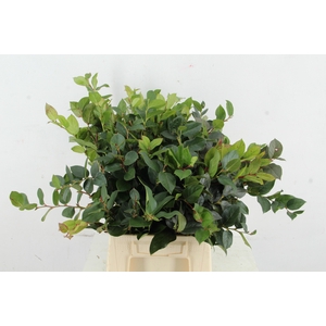 SALAL HOLLANDS 50/55CM