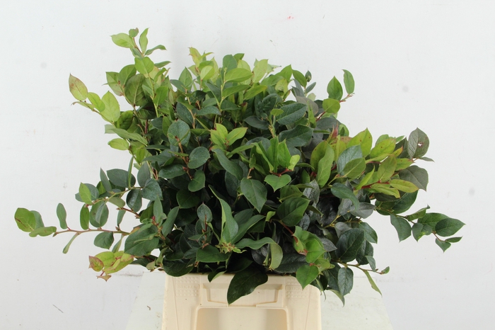 <h4>SALAL HOLLANDS 50/55CM</h4>