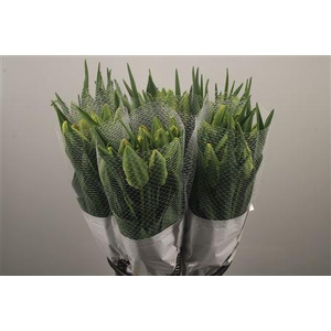 Tu Fr Parrot Avignon