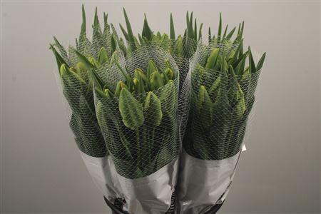 <h4>Tu Fr Parrot Avignon</h4>