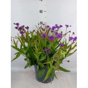 Verbena rigida
