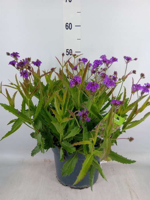<h4>Verbena rigida</h4>