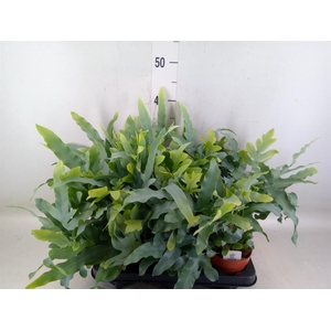 Phlebodium aureum 'Blue Star'