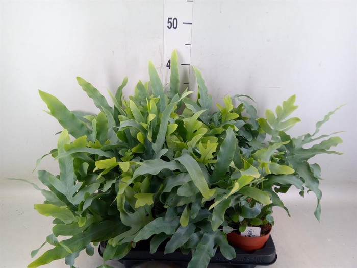 <h4>Phlebodium aureum 'Blue Star'</h4>