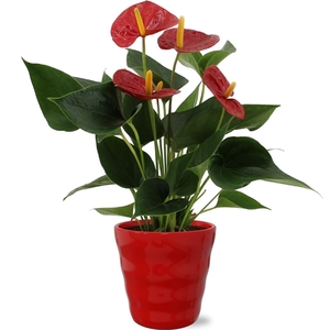 Anthurium Success Red in Dawn ceramics