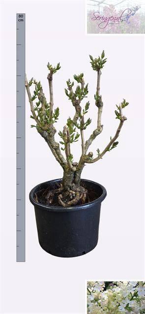 <h4>Syri V Lucie Baltet</h4>