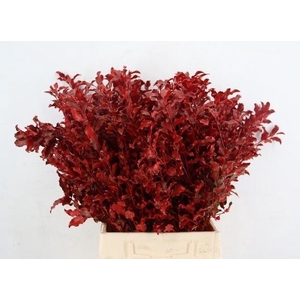 DECORGROEN KLB BS H%