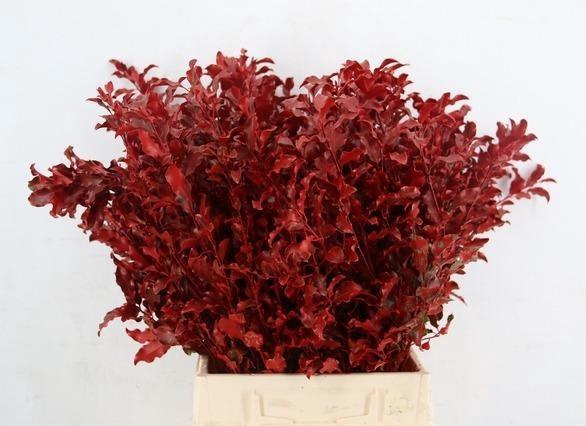 <h4>DECORGROEN KLB BS H%</h4>
