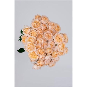 R Gr Tr Julieta Honey