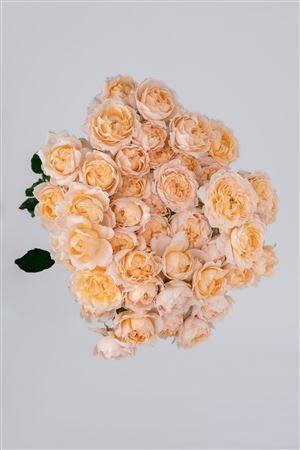 <h4>R Gr Tr Julieta Honey</h4>