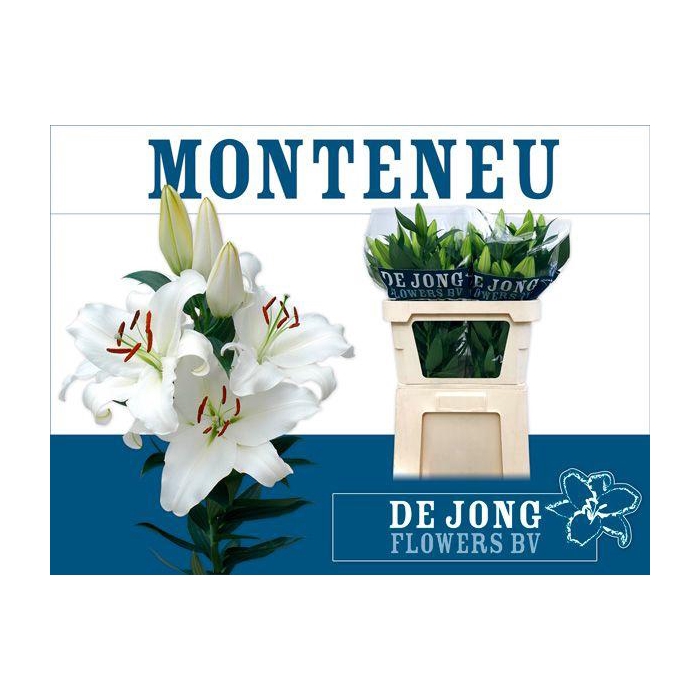 <h4>Li Or Monteneu</h4>