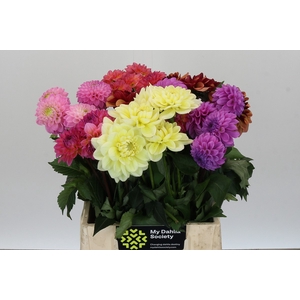 Dahlia Gemengd in fust