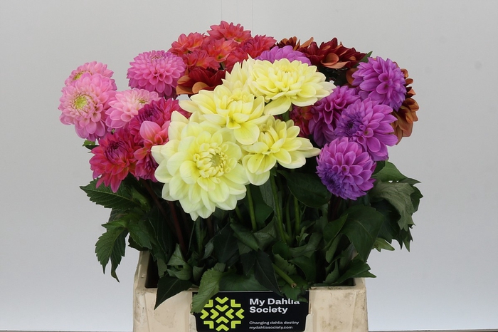 <h4>Dahlia Gemengd in fust</h4>