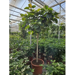 Ficus umbellata