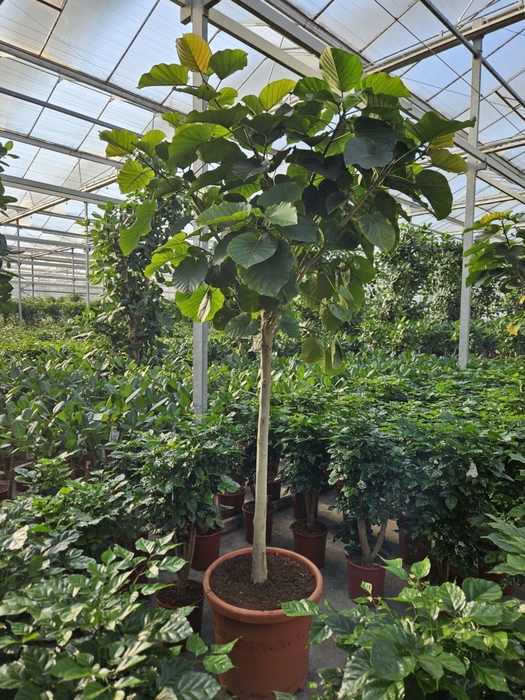 <h4>Ficus umbellata</h4>