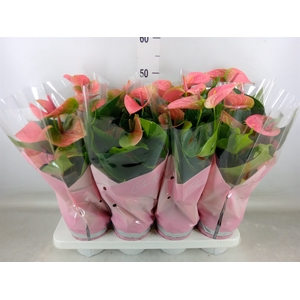 Anthurium andr. 'Sweet Dream'