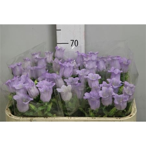 Camp M Champion Lavender