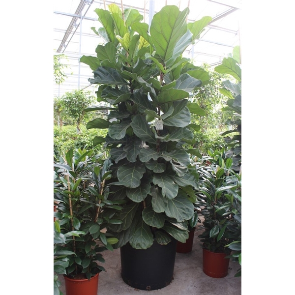 <h4>Ficus Lyrata 6 per pot</h4>