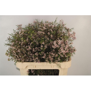 Chamelaucium Dori Light Pink
