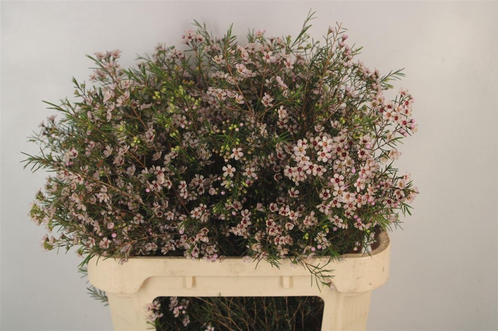 <h4>Chamelaucium Dori Light Pink</h4>