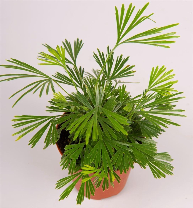 <h4>Ferns   ...</h4>