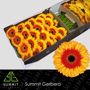 Gerbera Candy Corn Doos