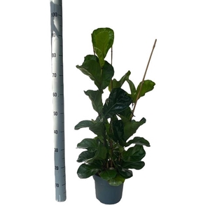 Ficus lyrata Bambino 21Ø 80cm 3pp