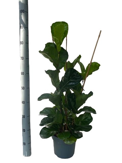 Ficus lyrata Bambino 21Ø 80cm 3pp