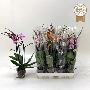 PHAL GEM