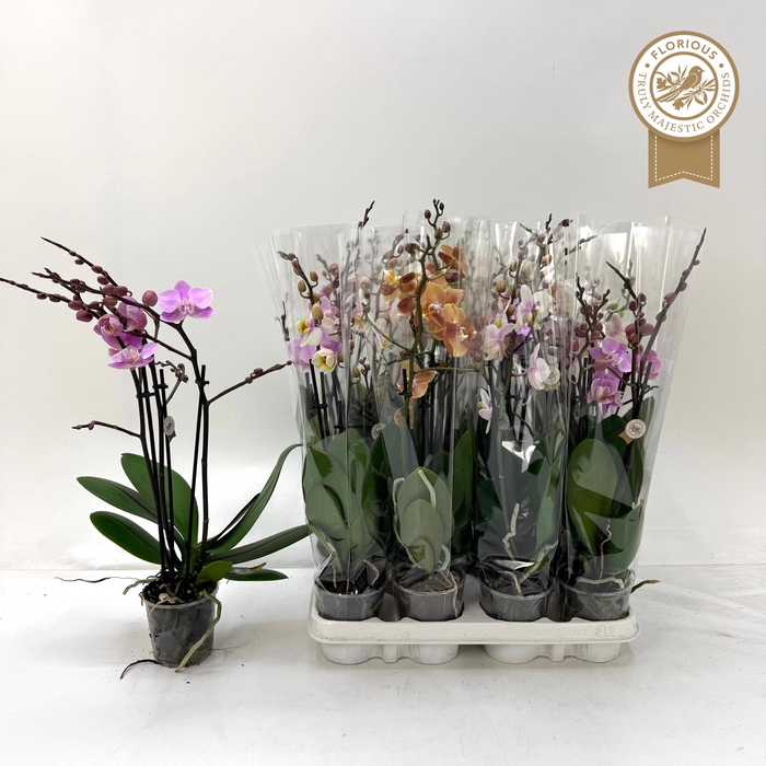 <h4>PHAL GEM</h4>