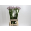 Allium Smokey Eyes