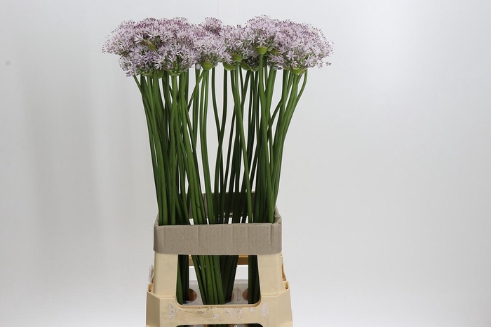 Allium Smokey Eyes