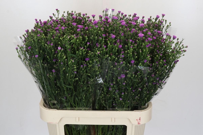 <h4>Aster Casarosa</h4>