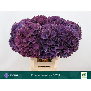 HYDRANGEA  'MAGICAL RUBYRED LILAC'