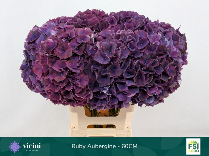 <h4>HYDRANGEA  'MAGICAL RUBYRED LILAC'</h4>