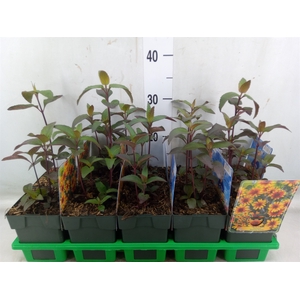 Heliopsis