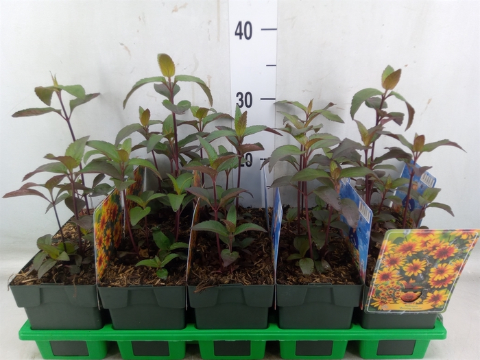 <h4>Heliopsis</h4>