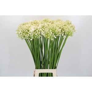 Agapanthus White Grace