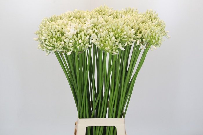 <h4>Agapanthus White Grace</h4>
