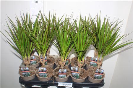 <h4>Dra Marginata</h4>