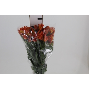 ALSTROEMERIA ORANGE QUEEN 080 CM