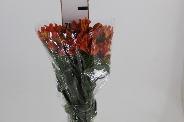 <h4>ALSTROEMERIA ORANGE QUEEN 080 CM</h4>
