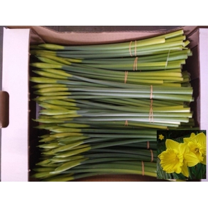 Narc T Gold Harve Bs