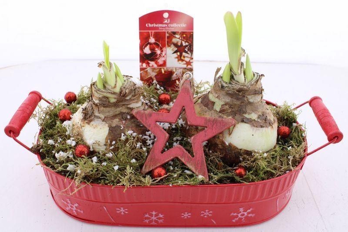 <h4>ARR BOL KNOLGEWAS</h4>