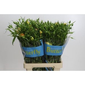 Ranunculus Butterfly Lotis