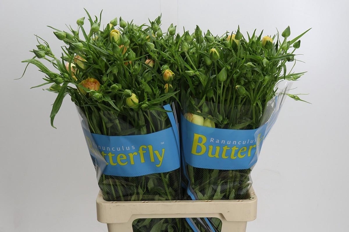 Ranunculus Butterfly Lotus