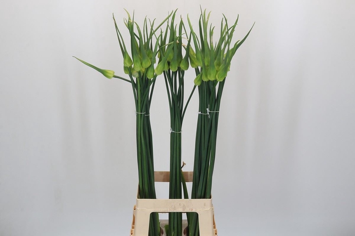 <h4>Allium cepa 'Judith'</h4>