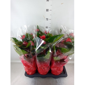 Anthurium  'Deco Red'