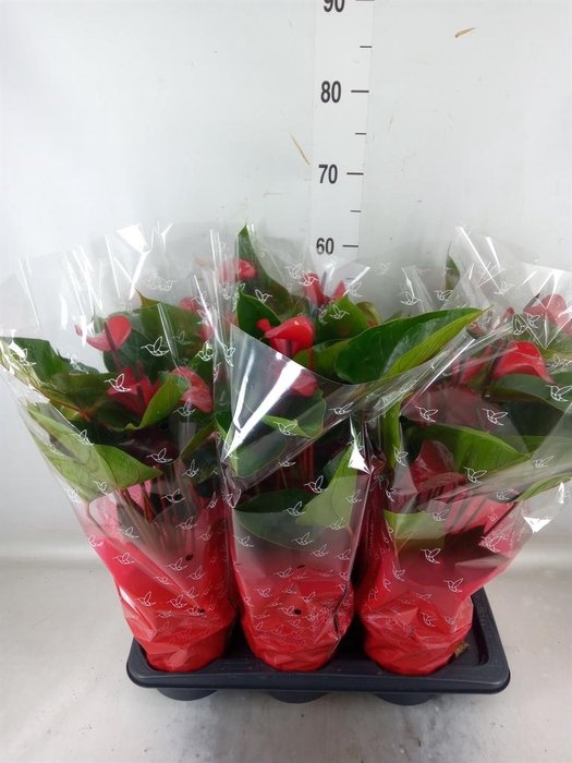 <h4>Anthurium 'Deco Red'</h4>